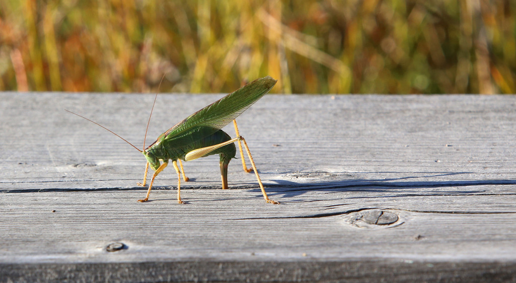 Hepokatti_muniiIMG_3031 copy