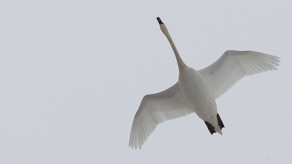 Joutsenet_2013_04_07