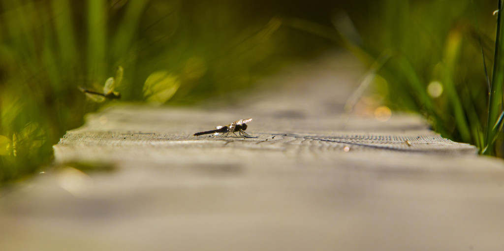 Sudenkorentoja_pitkospuilla_pieni