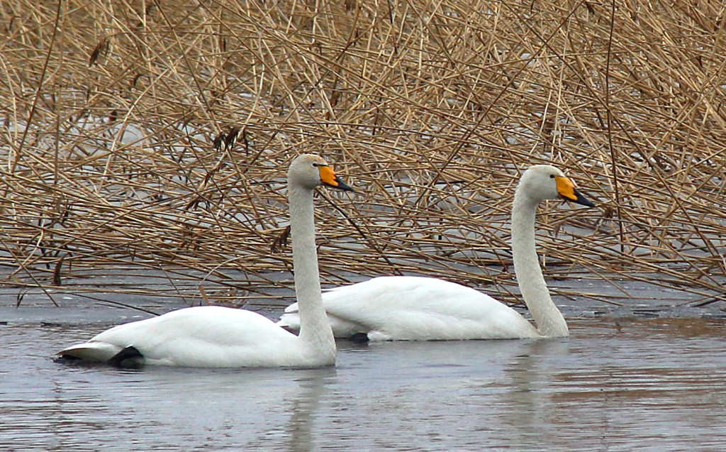 Suomen_joutsenet_ry_IMG_1862