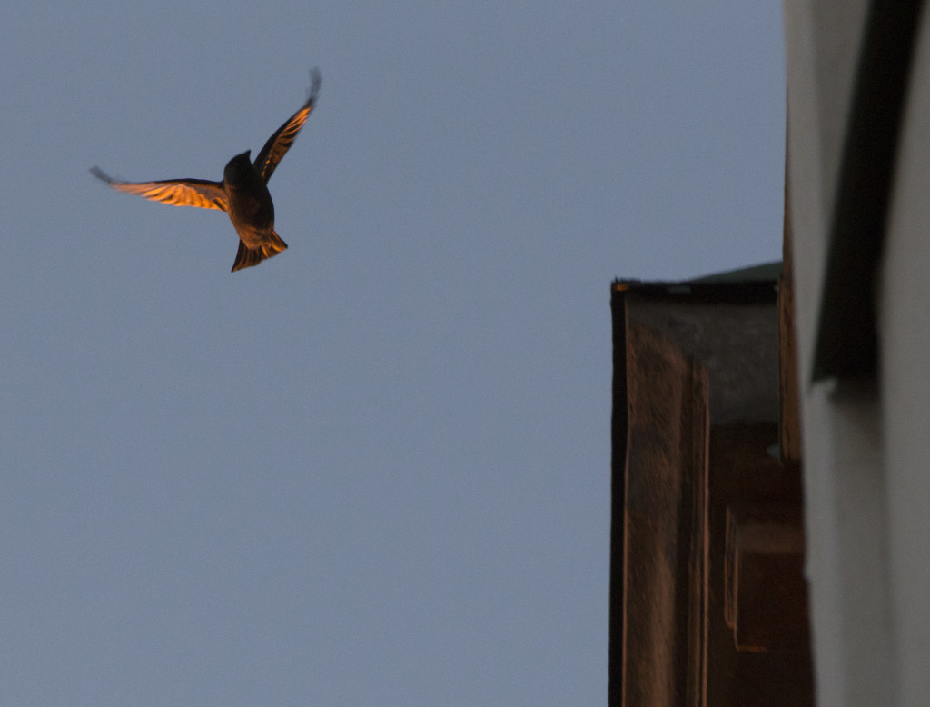 auringonlasku_varis_IMG_4498