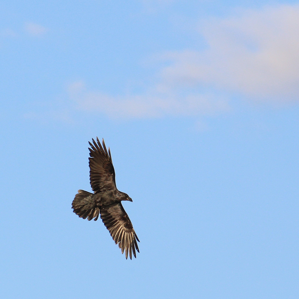 corvus_corax_my_old_nemesis