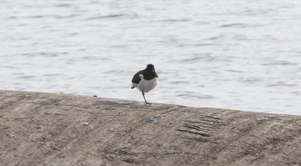 ei_paata_eika_hantaaIMG_4418