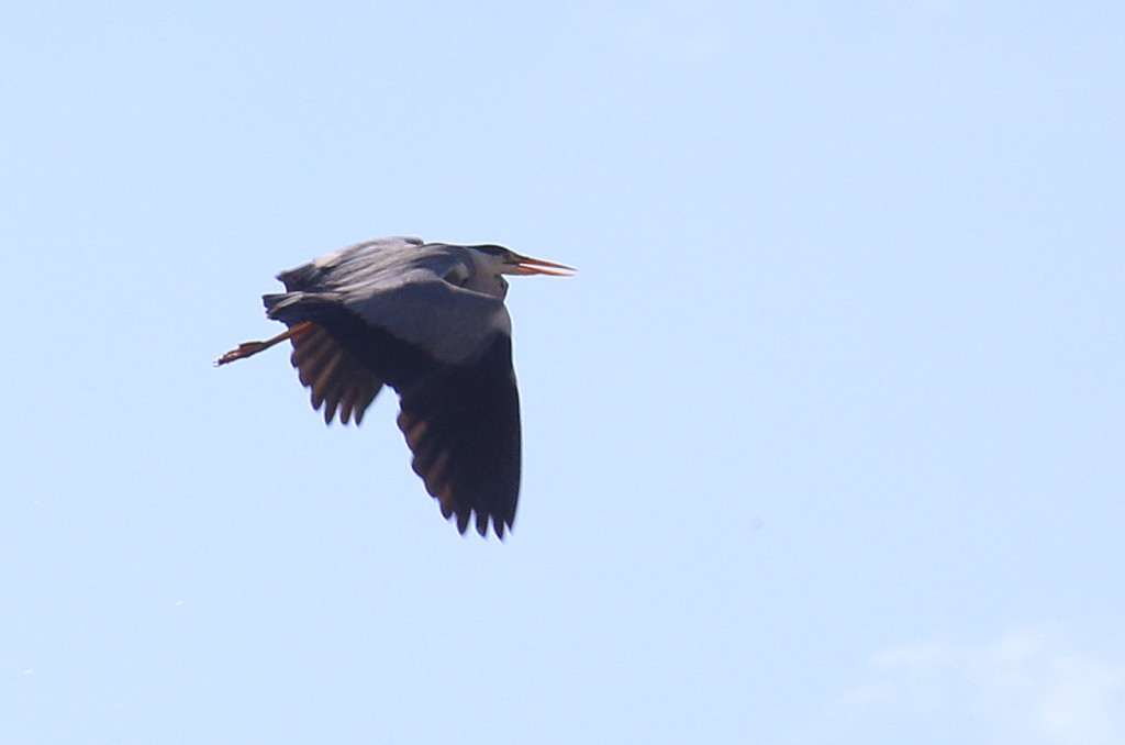 harmaahaikara_as_a_bomber_plane