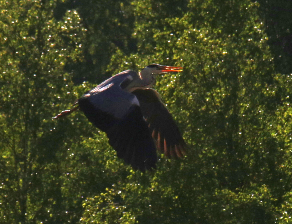 harmaahaikara_funky_light