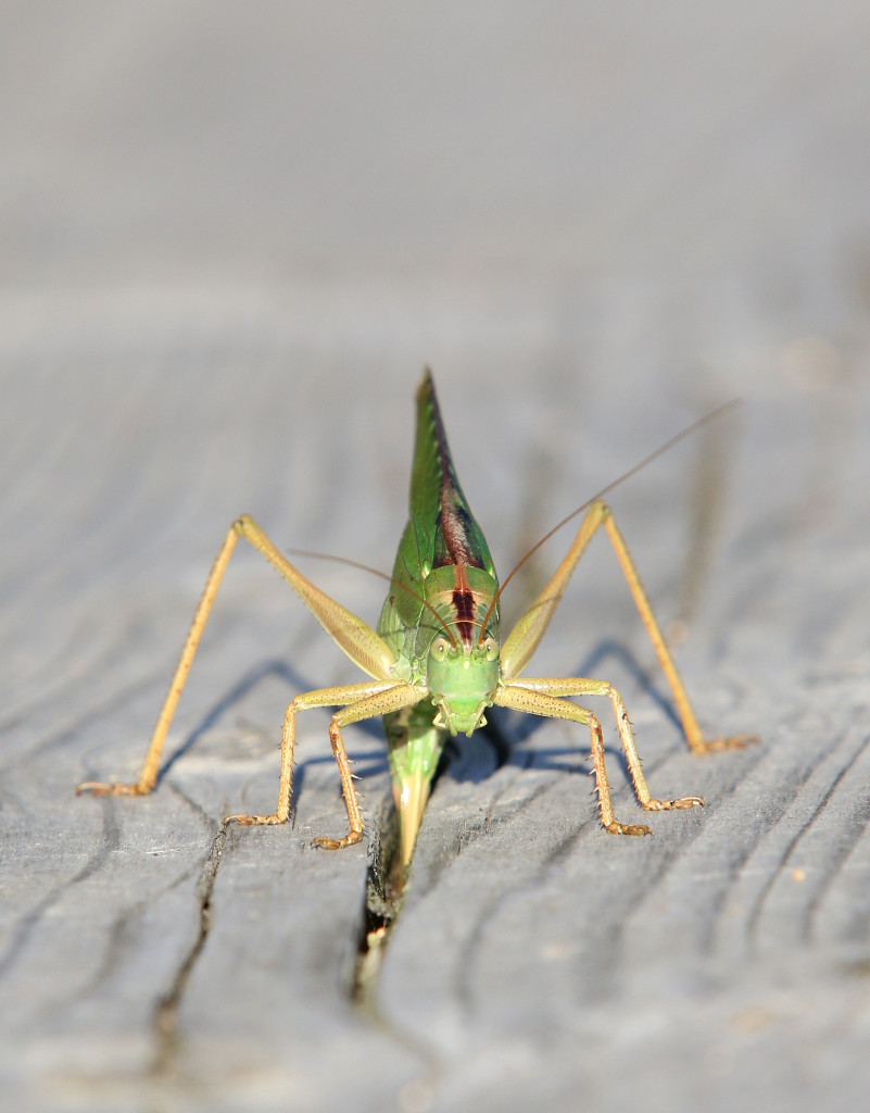 hepokatti_munii_03_IMG_3018 copy