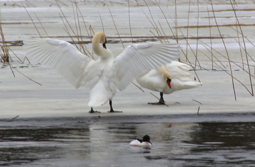 joutsen_ja_itsensapaljastaja_IMG_2590