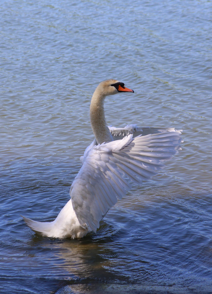 joutsen_tokossa_IMG_5430