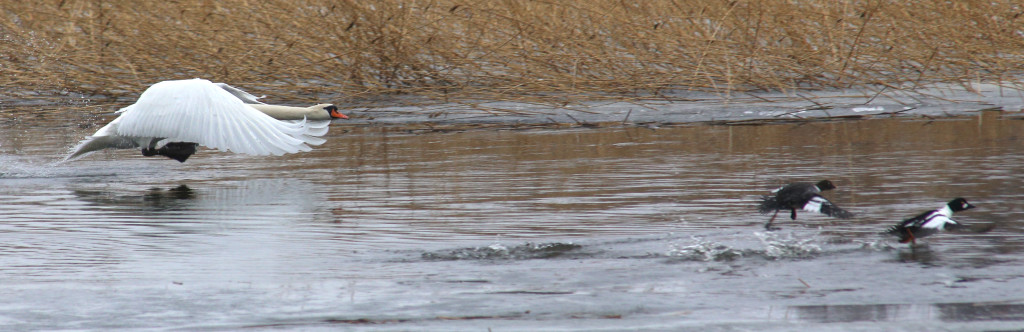 kyhmyjoutsen_jahtaa_viattomia_isokoskeloita_IMG_1733