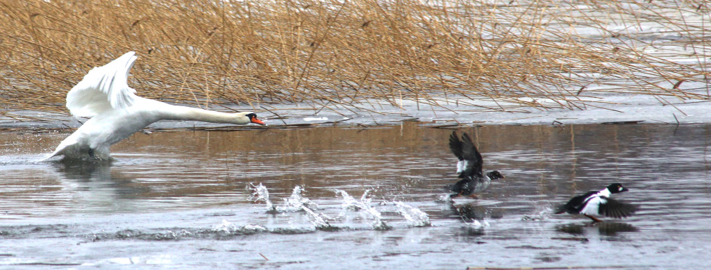 kyhmyjoutsen_jahtaa_viattomia_isokoskeloita_IMG_osa2_1733