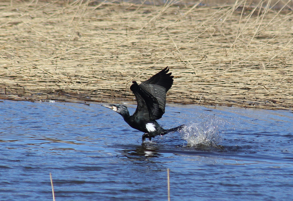 merimetso_mesoo_turhan_tahden