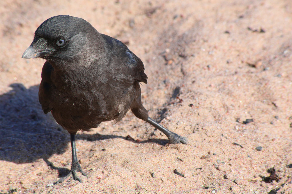 naakka_hangossa_b_IMG_2285 copy