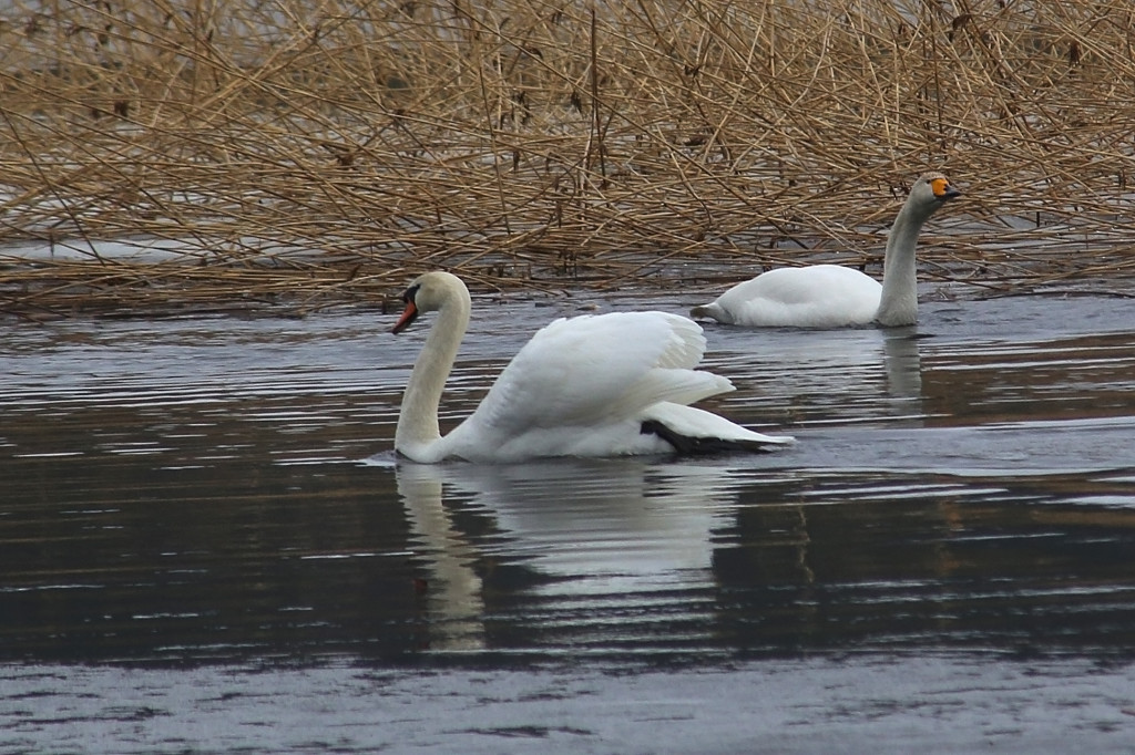 suomenjoutsen_ei_pida_kyhmyjoutsenta_juuri_minaan