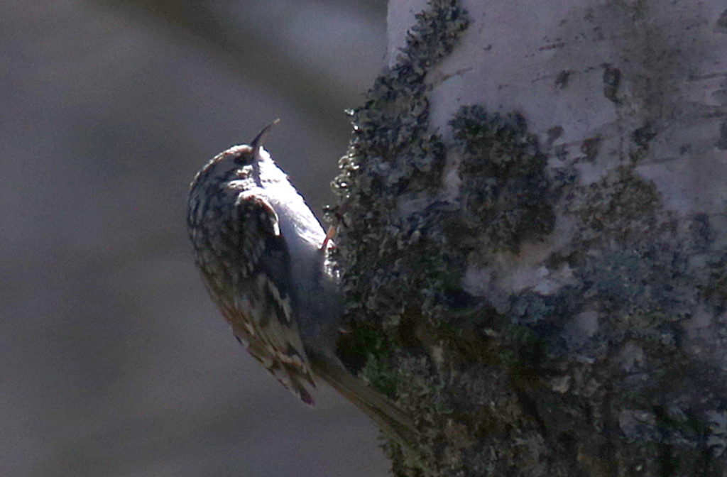 surkea_lintu_ja_vastaava_kuvanlaatu