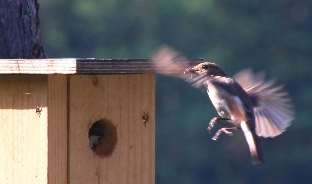 kirjosieppo_pontolla_IMG_9838