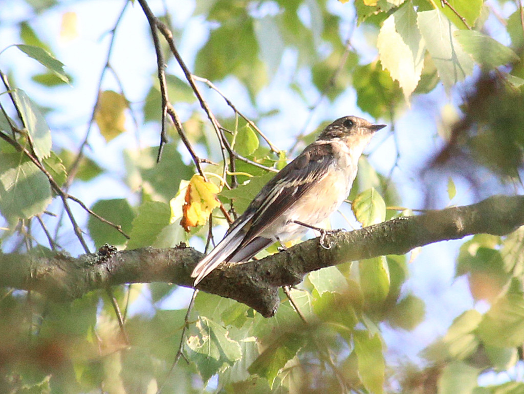 maailman_harvinaisin_lintu_IMG_1520