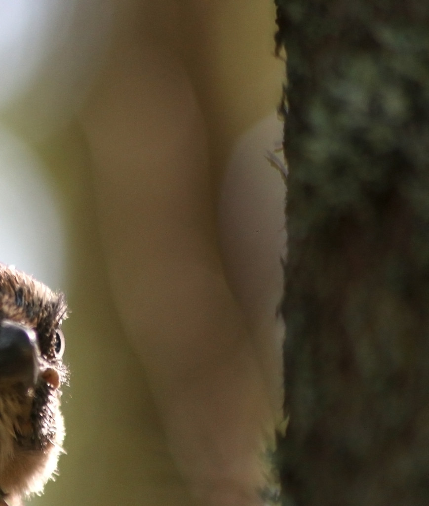 narhen_silma_IMG_0363