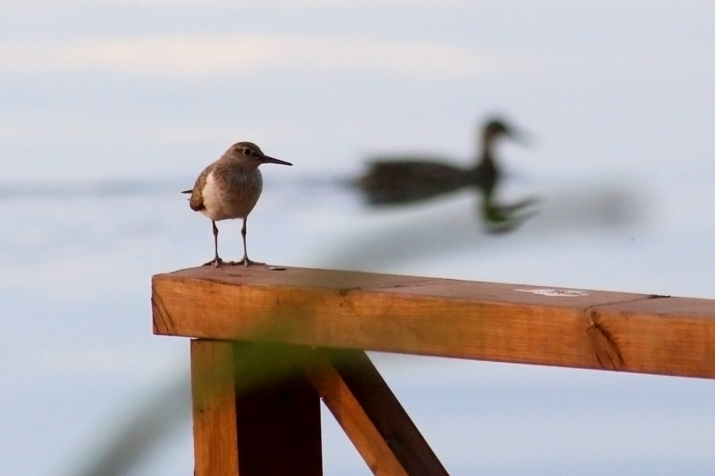 outo_lintu_laiturilla_IMG_6522