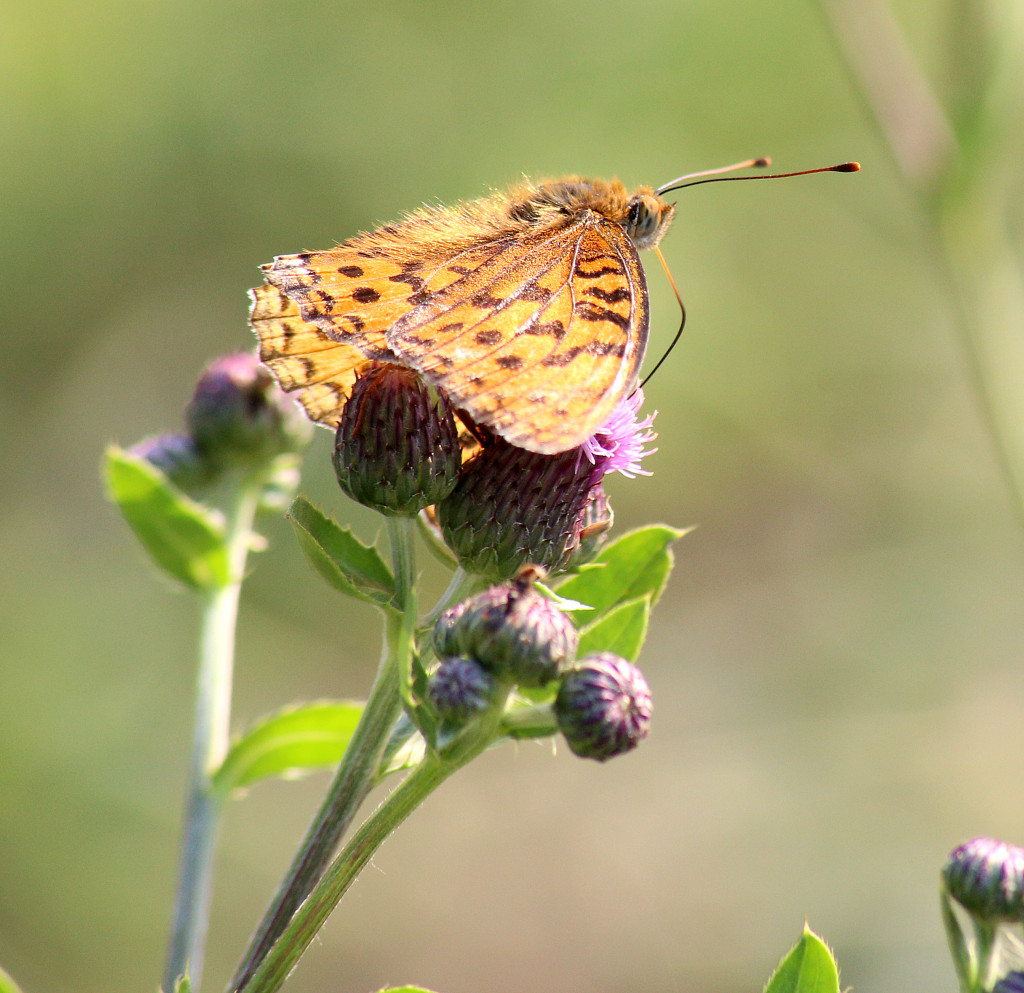 perhonen_varkaissa_IMG_1443 copy