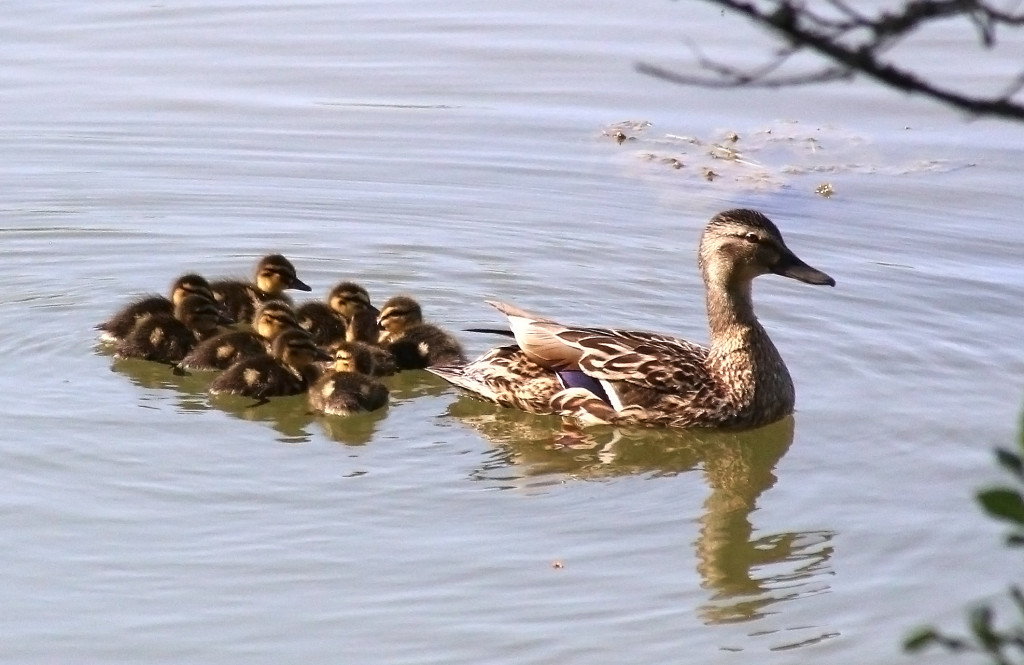 sinisorsa_joka_ei_ole_kuullut_kondomista_IMG_9850 copy