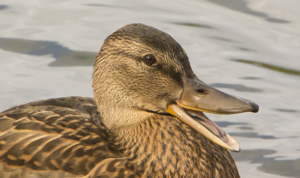 sinisorsa_suu_auki_IMG_3266