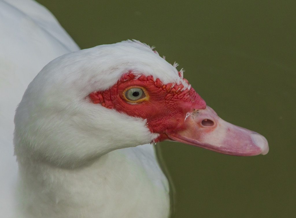 ei_jumalauta_IMG_5113