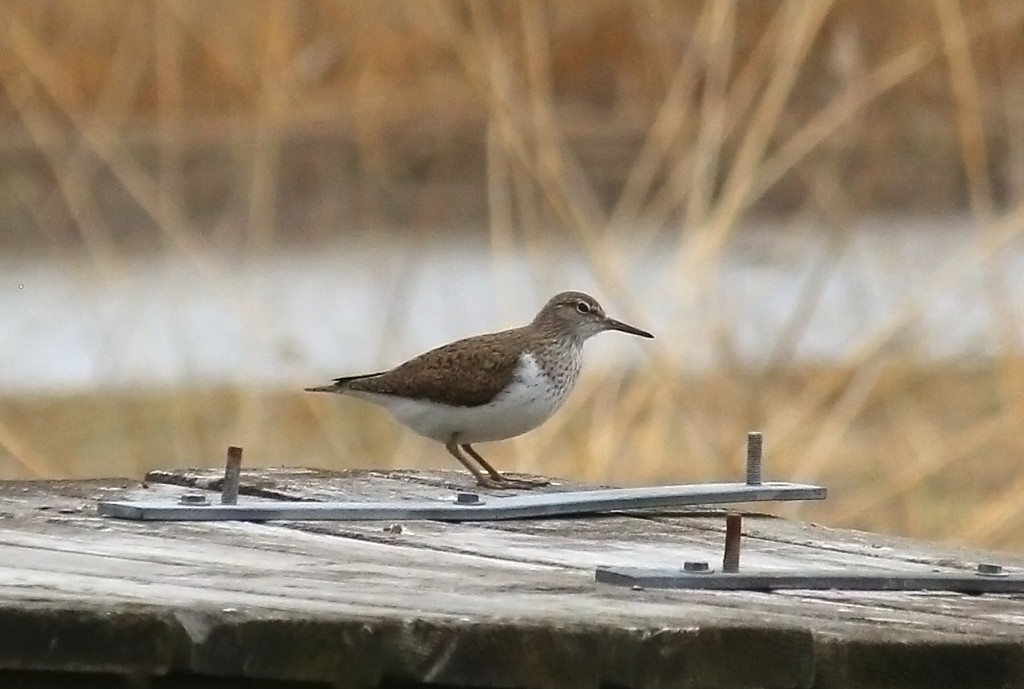 outo_lintu_laiturilla_IMG_2161