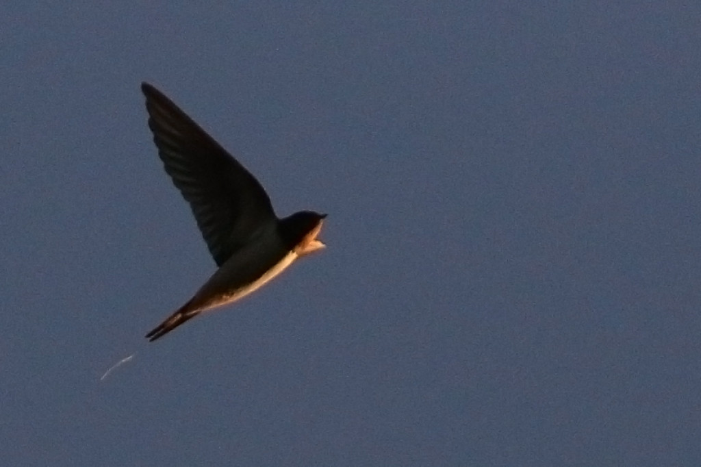 paskova_paasky_IMG_3130