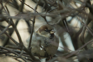 varpunen_vankilassa_IMG_5967_lowres