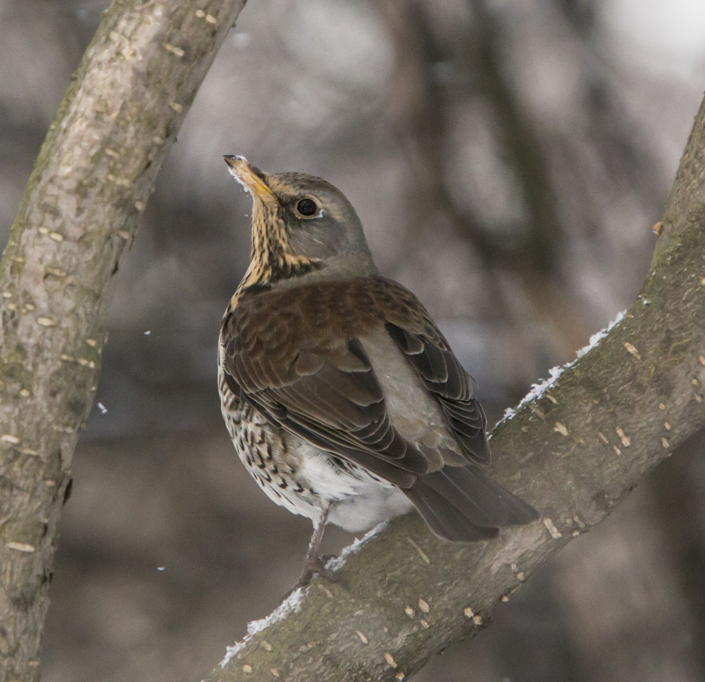 rakattirastas_coolina_IMG_6861