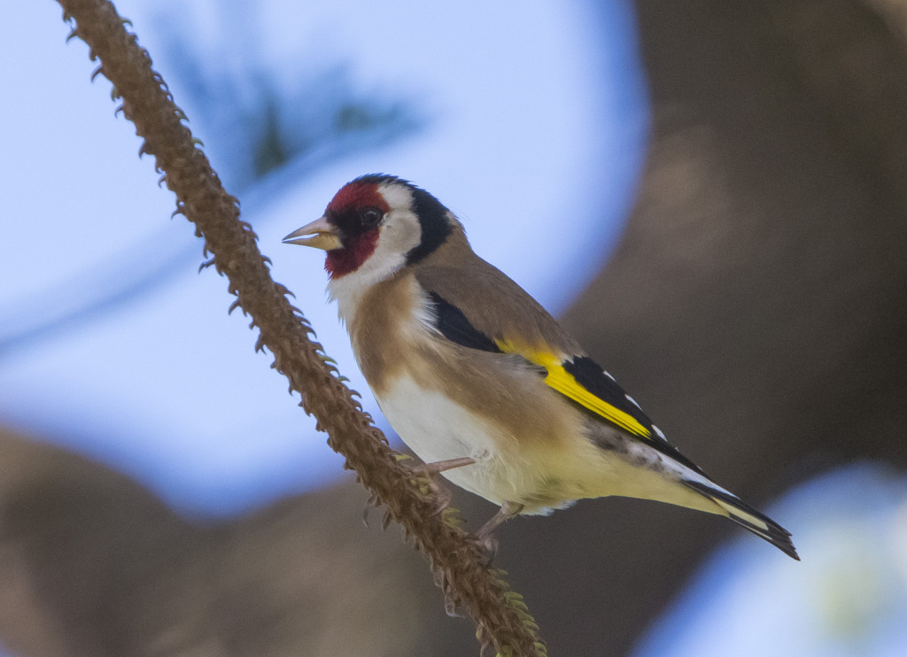 erityislintu_IMG_8165