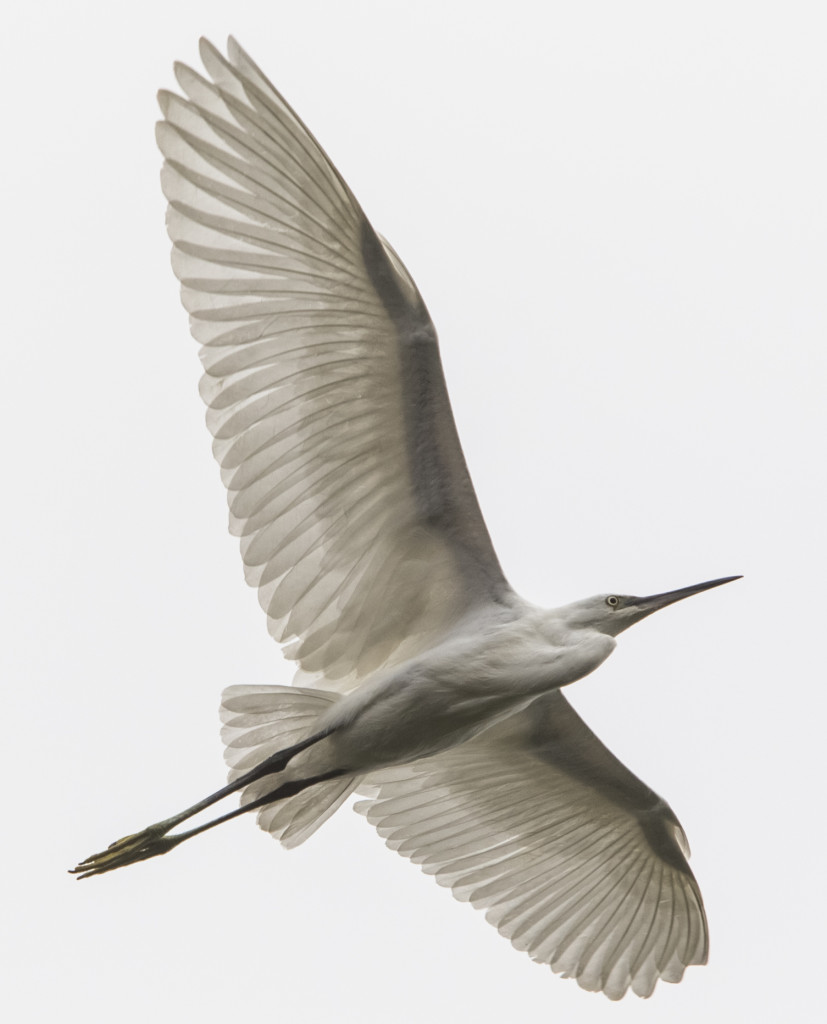 valkohaikara_fly_crop_IMG_7866