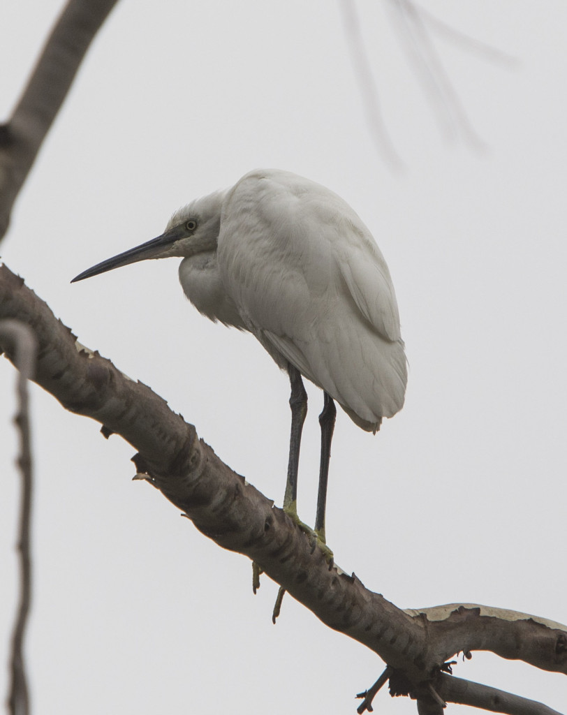 valkohaikara_istuu_IMG_7809