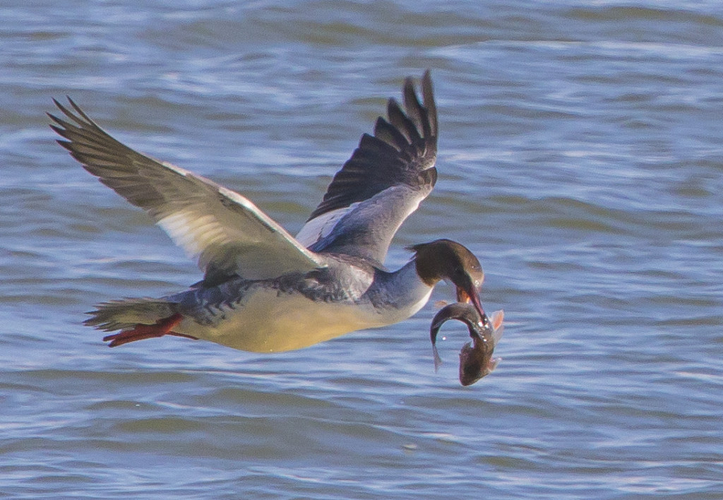 ahven_parka_IMG_1982