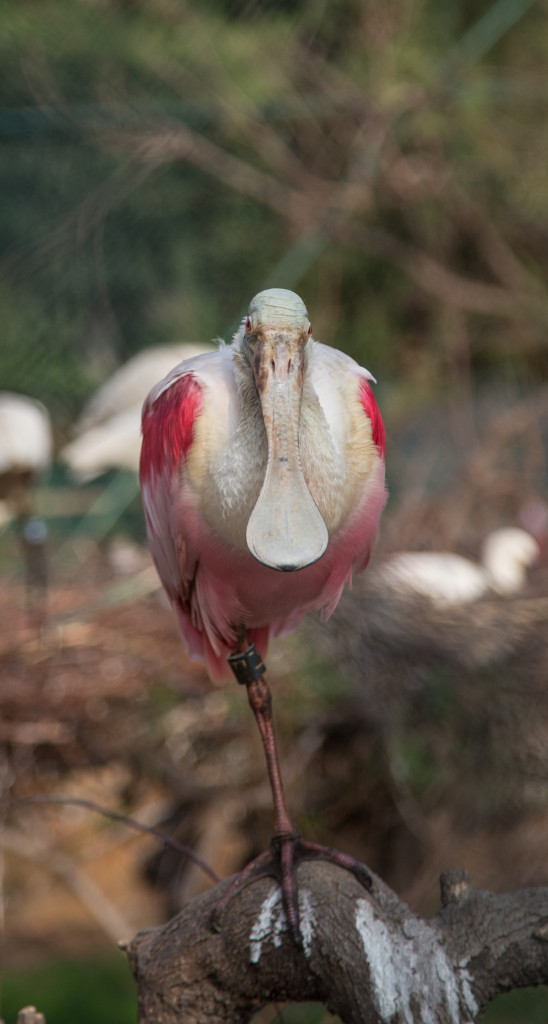 hyi_helvetti_IMG_1247