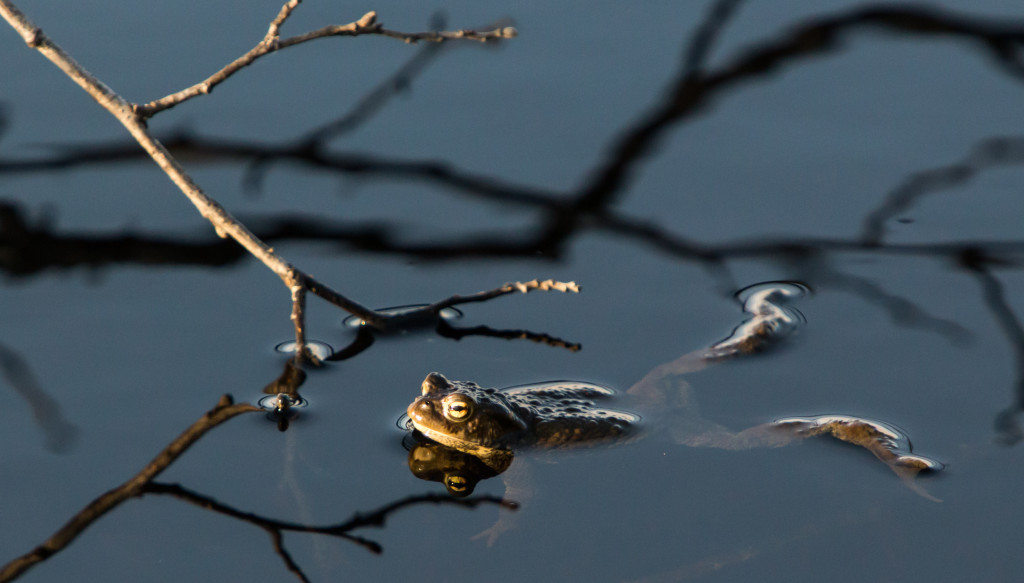 sammakko_ja_sammako_IMG_3761