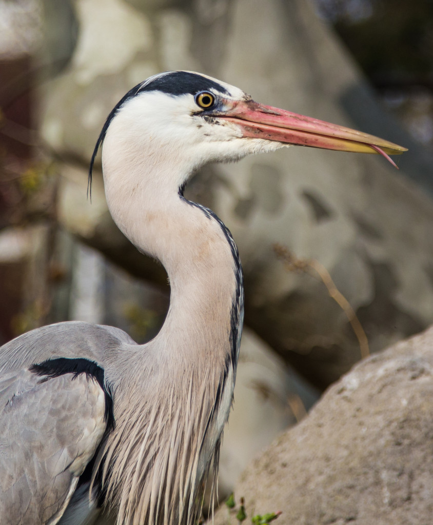 harmaahaikara_sihneessaIMG_1153