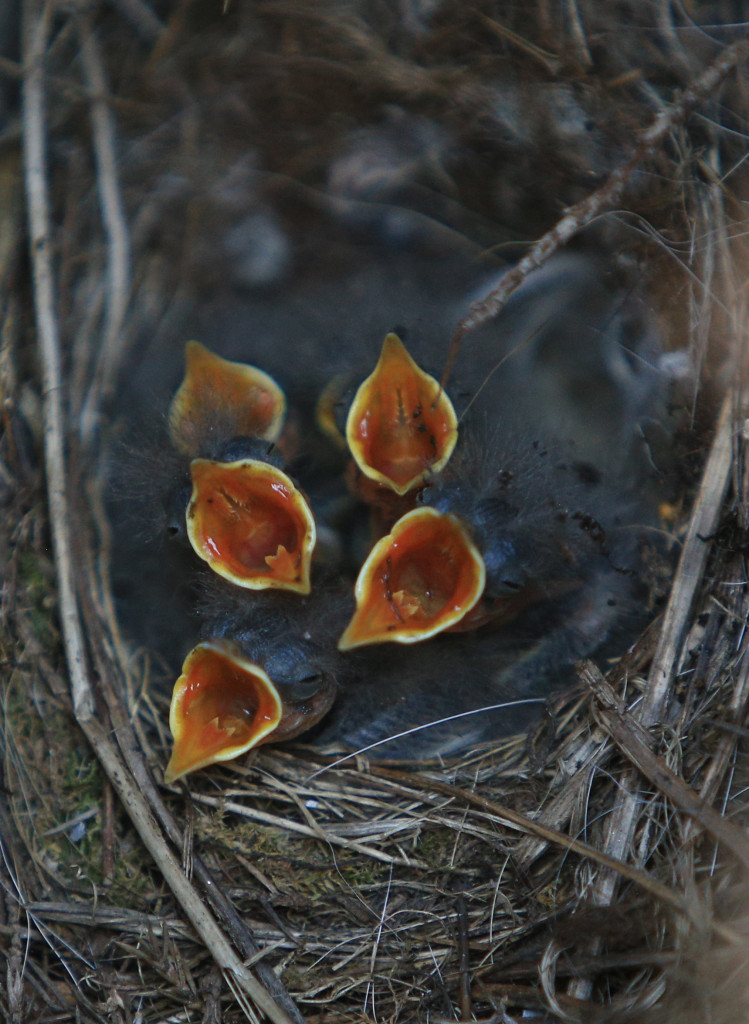 vastarakki_taidekuva_IMG_7966