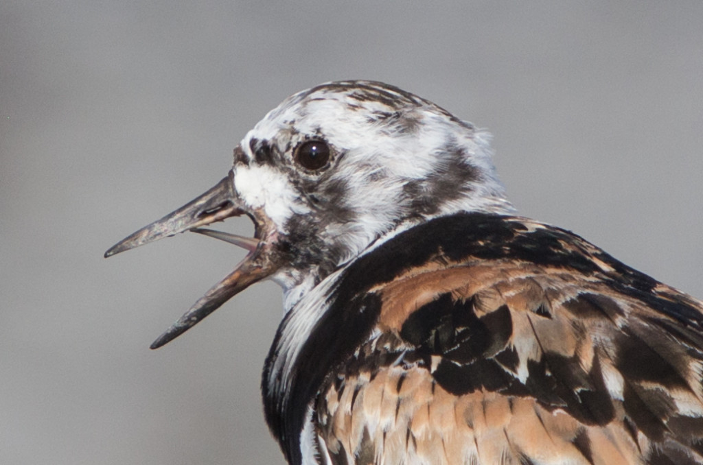 karikukko_kalliolla_closeup_crop_IMG_9733 copy