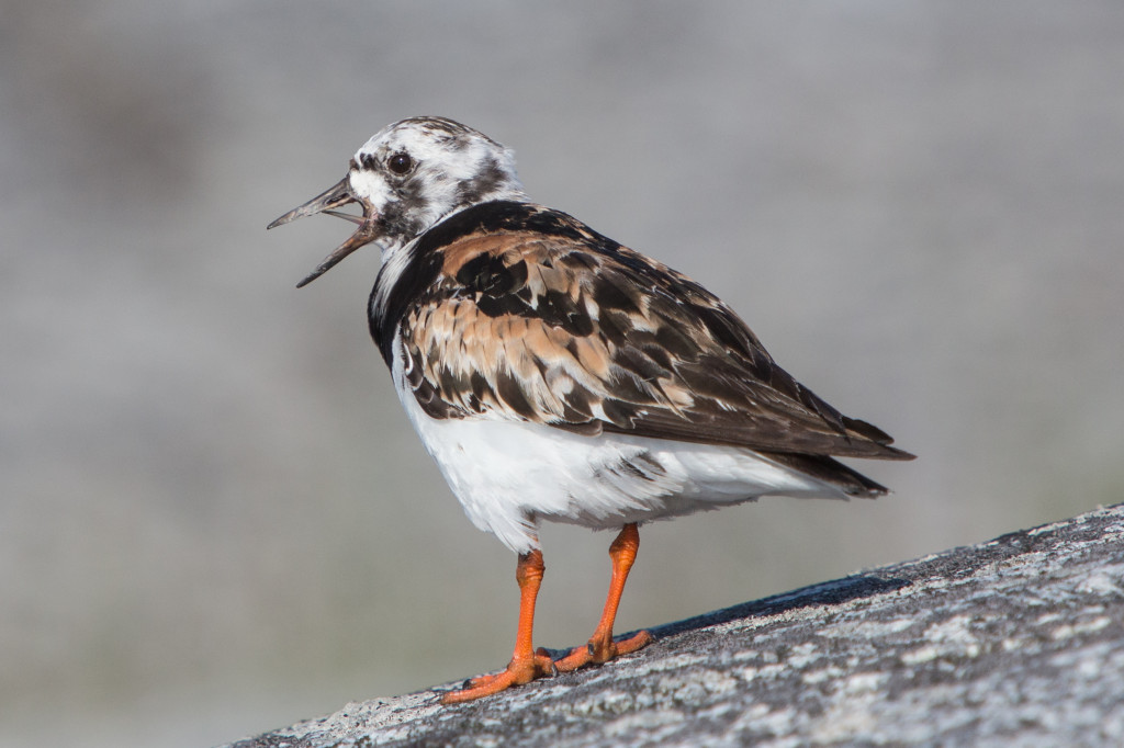 karikukko_kalliolla_crop_IMG_9733 copy