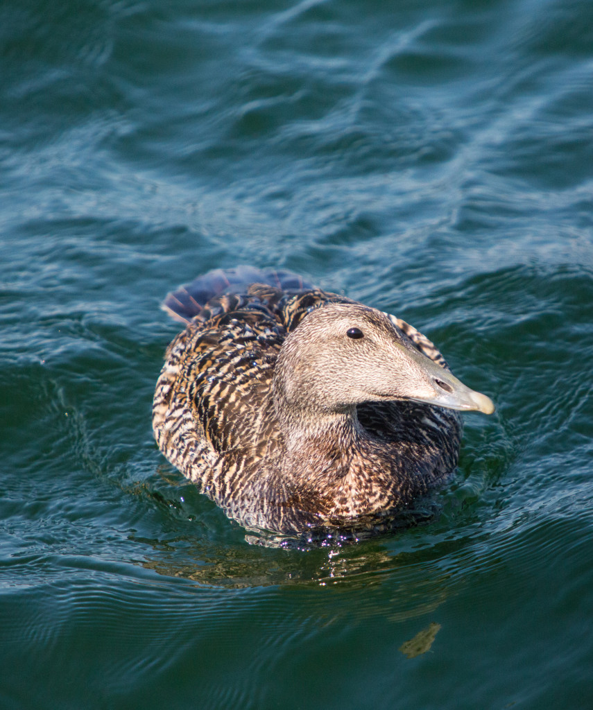 haahka_IMG_9530_lowres