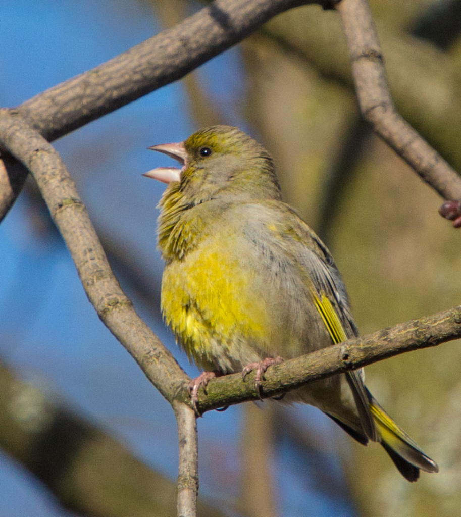 keltainen_lintu_karjuu_IMG_1965